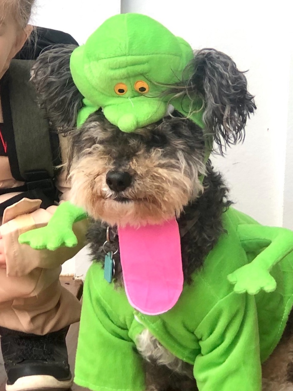 Pet costume - Slimer from Ghostbusters. Size medium (fits 20lb dog)